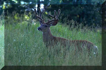 Local Wildlife / Photo by Tom Craig